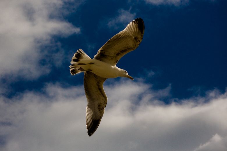 20090830142114_img_5992pan.jpg